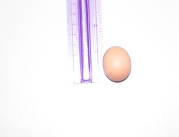 smallest-egg